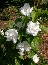 Jaśminowiec (Philadelphus x) Polar Star